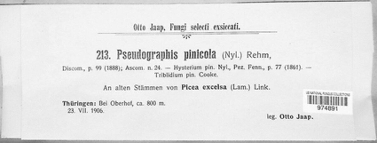 Pseudographis pinicola image